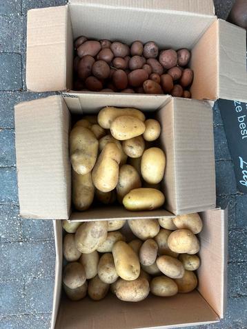 Nieuwe oogst Aardappelen beschikbaar voor biedingen
