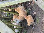 6 kleine kuikens te koop, Dieren en Toebehoren, Pluimvee