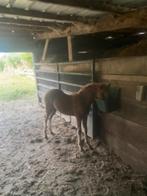 Pony, Dieren en Toebehoren, B, 0 tot 2 jaar, Hengst, Gechipt