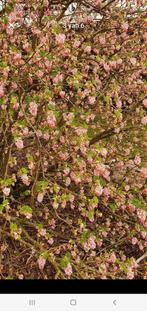 Roze 'bijen'struik - geurig en langbloeier, Ophalen, Struik
