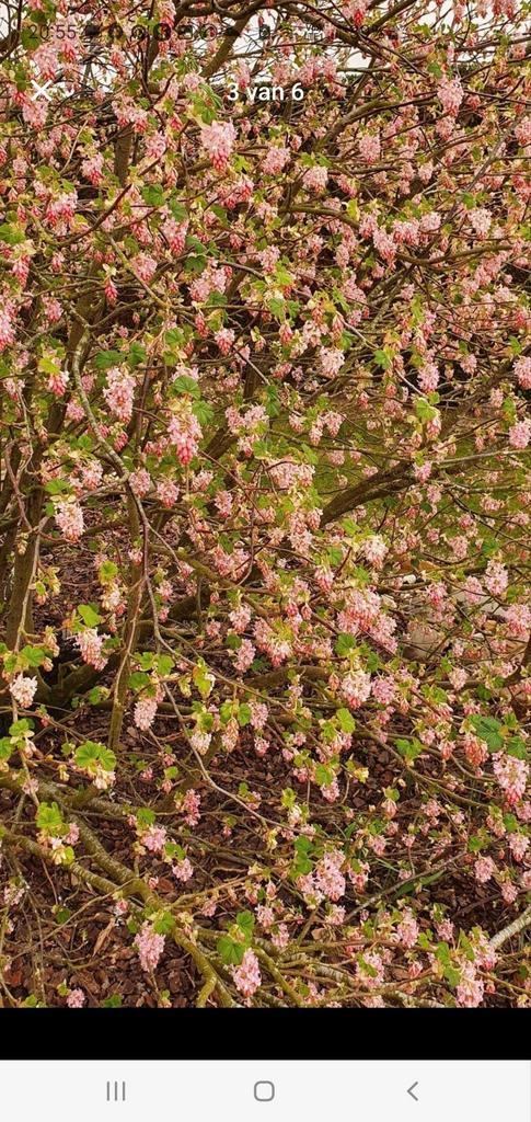 Roze 'bijen'struik - geurig en langbloeier, Tuin en Terras, Planten | Struiken en Hagen, Struik, Ophalen