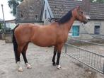 Leuk recreatie paardje, Dieren en Toebehoren, Merrie, Gechipt, Niet van toepassing, 11 jaar of ouder