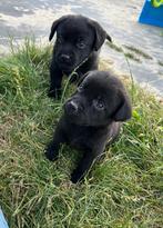 Leuke zwarte labrador pups, Dieren en Toebehoren, Honden | Retrievers, Spaniëls en Waterhonden, België, CDV (hondenziekte), 8 tot 15 weken