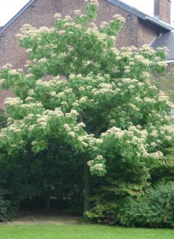 Tetradium daniellii-echte bijenboom-must voor imkers ! beschikbaar voor biedingen