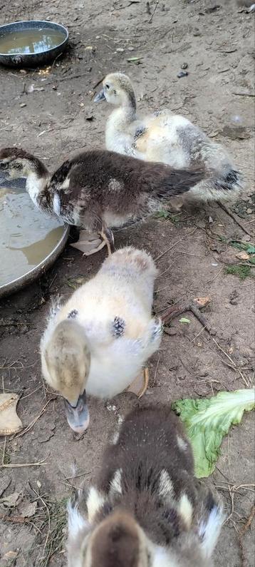 Eendjes, Sexe inconnu