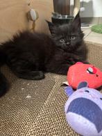 Maine Coon kittens!!!, Poes, Gechipt, 0 tot 2 jaar