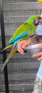 Soldaat ara pop te koop of te ruil, Dieren en Toebehoren, Geringd
