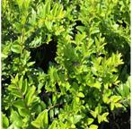 lonicera nit. maigrun in pot, Tuin en Terras, Planten | Tuinplanten, Ophalen