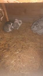 Duitse reuzen, Dieren en Toebehoren, Konijnen, Meerdere dieren