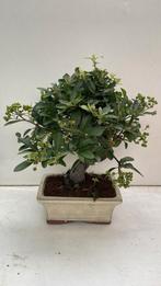 Bonsai Pyracantha, Tuin en Terras, Ophalen