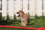 Shiba Inu pups, Belgisch fokker, Dieren en Toebehoren, Honden | Poolhonden, Keeshonden en Oertypen, België, CDV (hondenziekte)