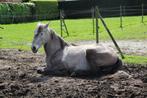 Lusitano ruin, Dieren en Toebehoren, Pony's, Gechipt, B, E pony (1.48m - 1.57m), Ruin