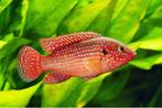 Hemichromis lifalili, Zoetwatervis