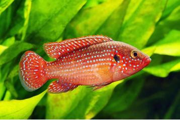 Hemichromis lifalili beschikbaar voor biedingen