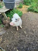Hangbuikvarken, Dieren en Toebehoren, Mannelijk, Varken, 3 tot 5 jaar