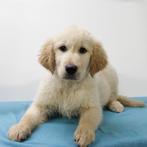 Golden Retriever - pups te koop, Dieren en Toebehoren, Golden retriever, 15 weken tot 1 jaar, Handelaar, Buitenland