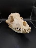 Crâne de berger (chien) de Malines, Comme neuf, Crâne, Chien ou Chat, Enlèvement ou Envoi