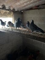 10 duiven te koop