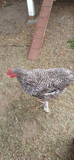 Mechelse koekoek haan, Dieren en Toebehoren