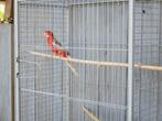 perruche omnicolore  2025 avec volière, Animaux & Accessoires, Oiseaux | Cages & Volières, Enlèvement, Volière
