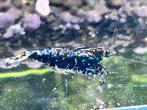 Wicked stardust/snowflake/boa garnalen (caridina), Kreeft, Krab of Garnaal
