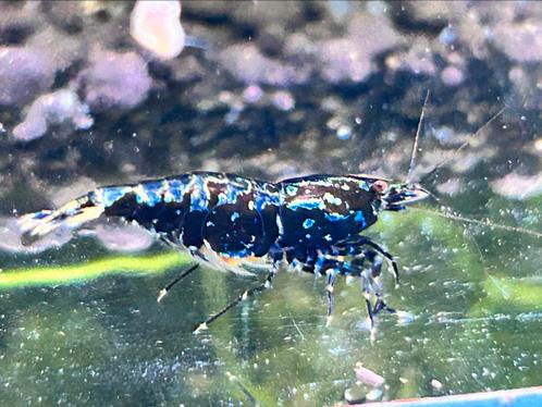 Wicked stardust/snowflake/boa garnalen (caridina), Dieren en Toebehoren, Vissen | Aquariumvissen, Kreeft, Krab of Garnaal