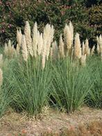 Cortaderia pumilla 3L, Tuin en Terras, Planten | Tuinplanten, Ophalen, Volle zon