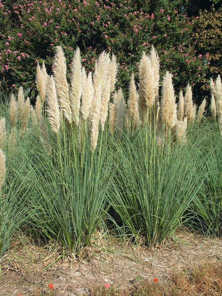 Cortaderia pumilla 3L, Tuin en Terras, Planten | Tuinplanten, Volle zon, Ophalen