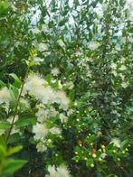 Mirthe, Tuin en Terras, Planten | Struiken en Hagen, Ophalen, Overige soorten, Struik, 100 tot 250 cm