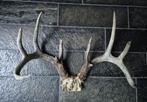 Prachtige Groot Witstaarthert Gewei Whitetail Mancave, Verzamelen, Dierenverzamelingen, Ophalen of Verzenden, Hert, Gewei of Kop