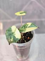 Alocasia Yucatan Princess Variegated, Ophalen of Verzenden