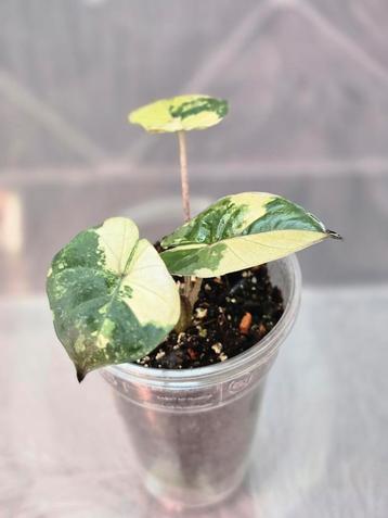 Alocasia Yucatan Princess Variegated  beschikbaar voor biedingen