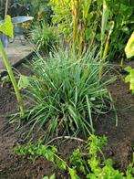 Kniphofia Royal castle (vuurpijl), Tuin en Terras, Planten | Tuinplanten, Ophalen, Volle zon