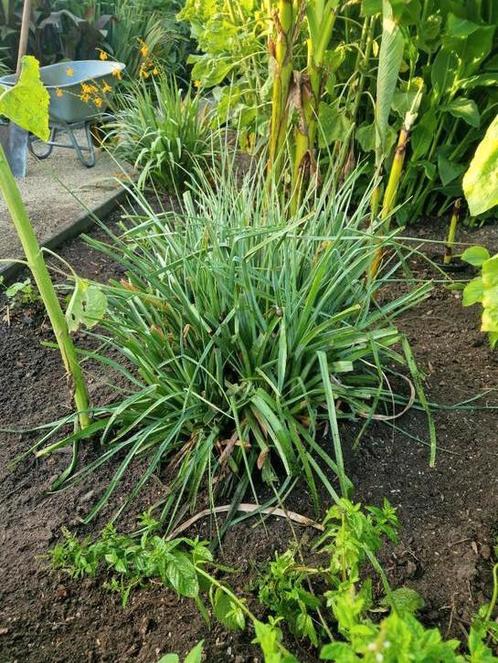 Kniphofia Royal castle (vuurpijl), Tuin en Terras, Planten | Tuinplanten, Volle zon, Ophalen