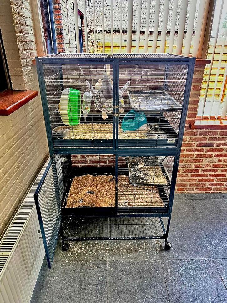 Kooi, Dieren en Toebehoren, Knaagdieren en Konijnen | Hokken en Kooien, Gebruikt, Kooi, 90 cm of meer, 75 tot 110 cm, Cavia, Chinchilla
