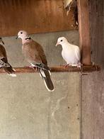 tortel / lachduiven, Meerdere dieren, Tortelduif