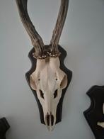 reeën geweien, Verzamelen, Dierenverzamelingen, Ophalen, Zo goed als nieuw