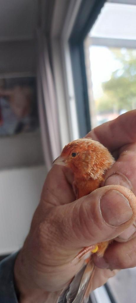 Kanarieman( 2025), Dieren en Toebehoren, Vogels | Overige Vogels