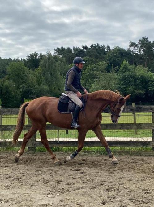 Zadelmak maken of door rijden van jonge paarden, Dieren en Toebehoren, Paarden, Zadelmak