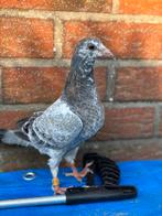 Reisduif jonge te reserveren, Dieren en Toebehoren, Vogels | Duiven