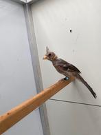 Rode kardinaal, Dieren en Toebehoren, Vrouwelijk, Geringd