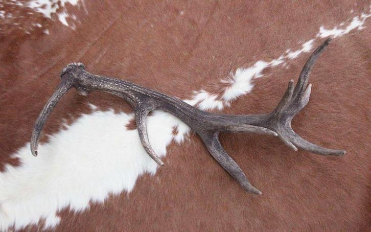 Grote EDELHERT GEWEI AFWERP STANG - 3 kg - 85 cm  - ref. D, Collections, Collections Animaux, Utilisé, Bois ou Tête, Cerf, Enlèvement