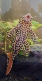 L114  Luipaard Cactus Pleco (Pseudacanthicus cf. leopardus)
