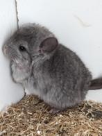 Chinchilla's, Dieren en Toebehoren, Knaagdieren, Chinchilla