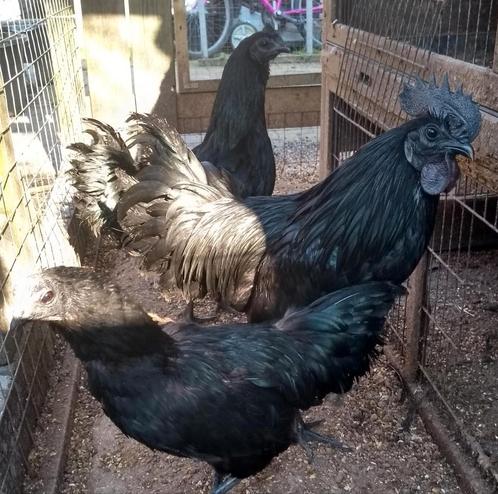 Poulets adultes Ayam Cemani et Wyandotte, Animaux & Accessoires, Volatiles