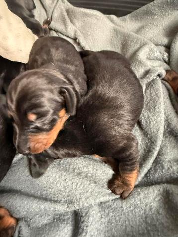 Chiots caninches/chiots teckels nains, Poils courts, Plusieurs, Parvovirose, Belgique