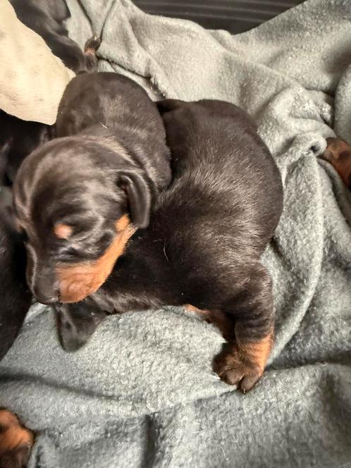 Kaninchen/dwergteckel pups, Dieren en Toebehoren, Honden | Teckels en Dashonden, Meerdere dieren, Korthaar, Kaninchen, Fokker | Professioneel