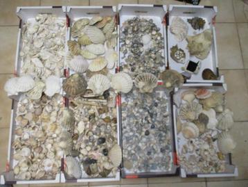 Mega veel schelpen , 13 kilo ,allerlei klein groot speciaal beschikbaar voor biedingen
