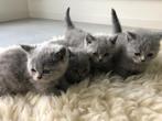 Prachtige blauwe britse korthaar kittens met stamboom, Meerdere dieren, Gechipt, 0 tot 2 jaar