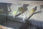 vogels, Dieren en Toebehoren, Mannelijk, Zangkanarie